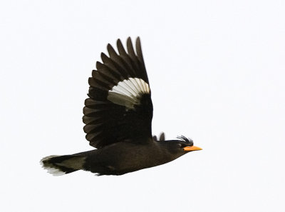 White-vented Myna