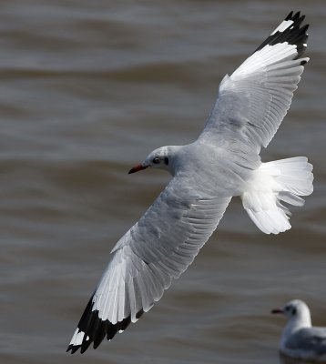 Brown-headed Gull