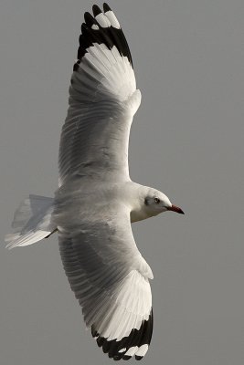 Brown-headed Gull