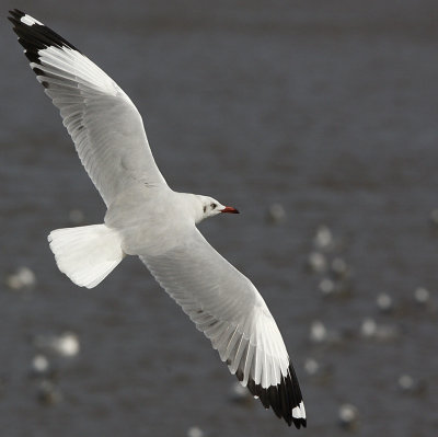 Brown-headed Gull