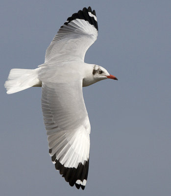 Brown-headed Gull