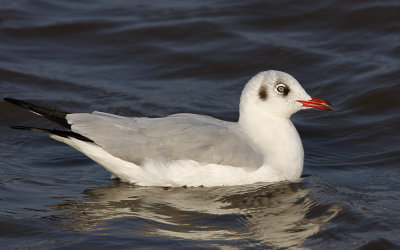 Brown-headed Gull (non-breeding)