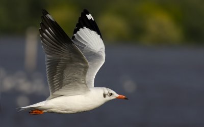 Brown-headed Gull
