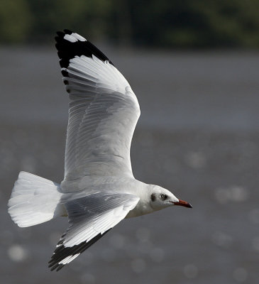 Brown-headed Gull
