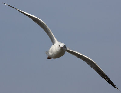 Brown-headed Gull
