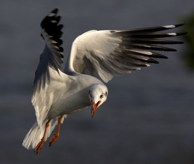Brown-headed Gull