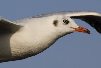 ::Brown-headed Gull (non-breeding - head shot)::