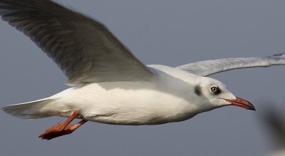 Brown-headed Gull