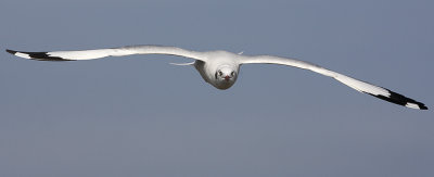 Brown-headed Gull
