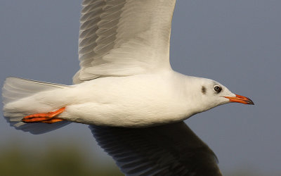 Brown-headed Gull