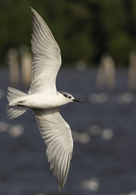 ::Whiskered Tern (non-breeding in flight)