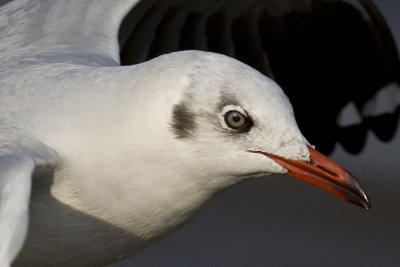Brown-headed Gull