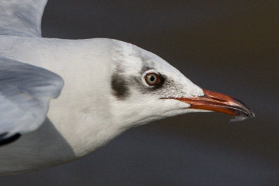 Brown-headed Gull