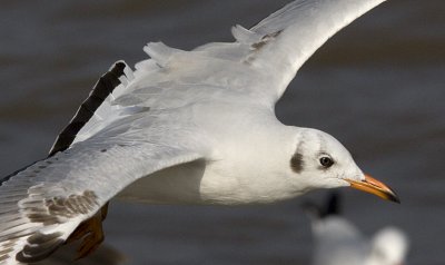 Brown-headed Gull (first winter)