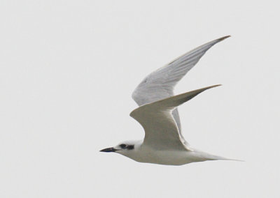 Gull-billed Tern