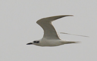 Gull-billed Tern