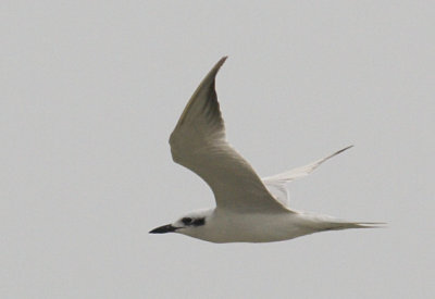 Gull-billed Tern