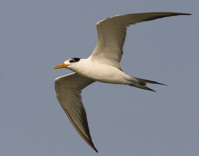 ::Great Crested Tern::