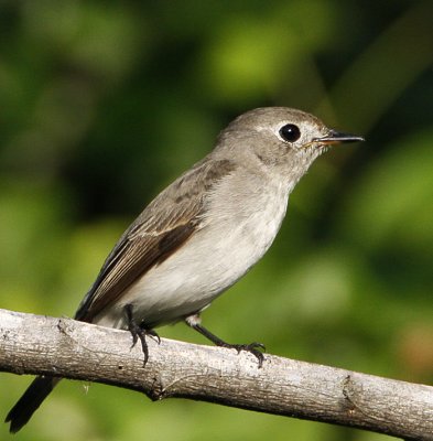 Asian Brown Flycatcher