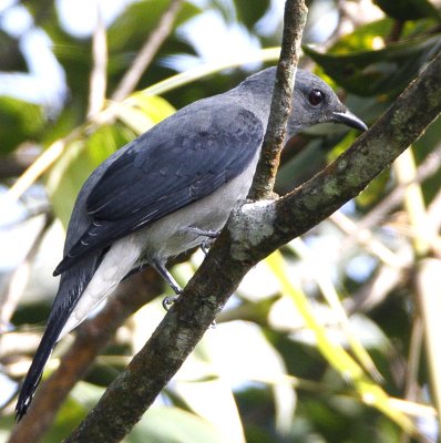 Black-winged Cuckoo-shrike