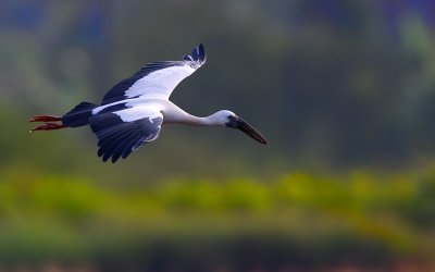 Asian Openbill