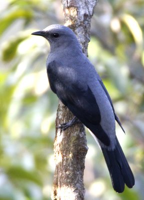Black-winged Cuckoo-shrike