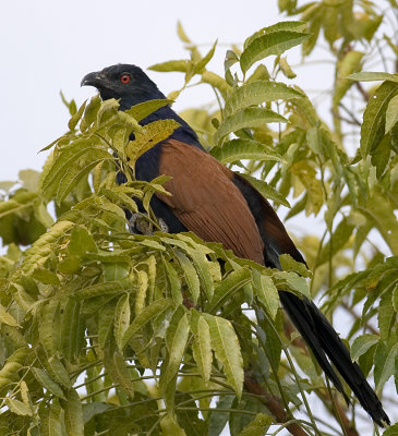 Greater Coucal (adult)