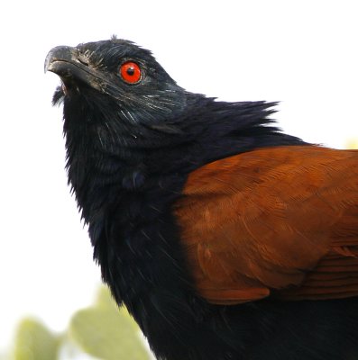 Greater Coucal (adult)