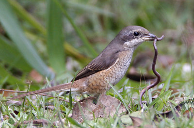 Brown Shrike (juvenile)