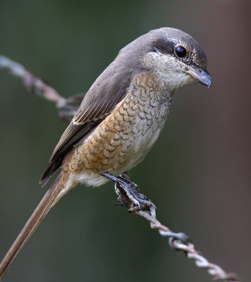 Brown Shrike (juvenile)