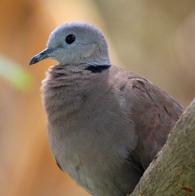 Red-collared Dove