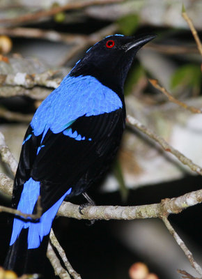 Asian Fairy Bluebird (male)