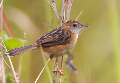 082 ::Zitting Cisticola::