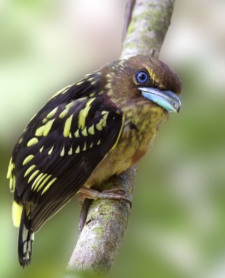 Banded Broadbill (juvenile)