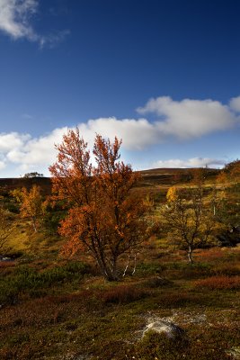 Mountain in Autumn Suit