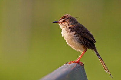 Plain Prinia