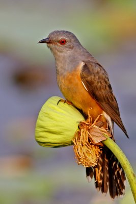 Plaintive Cuckoo