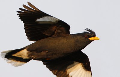 White-vented Myna