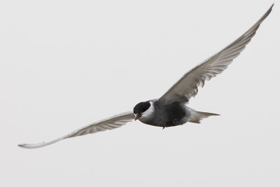 Whiskered Tern (full-breeding)
