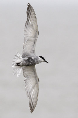 ::Whiskered Tern (moulting into breeding - in flight)::