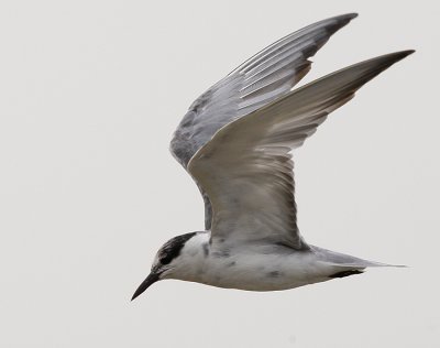 Whiskered Tern (moulting into breeding plumage)