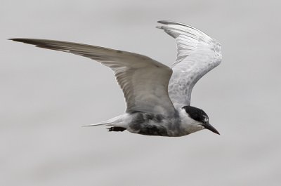 Whiskered Tern (moulting into breeding plumage)