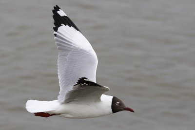 Brown-headed Gull (breeding)