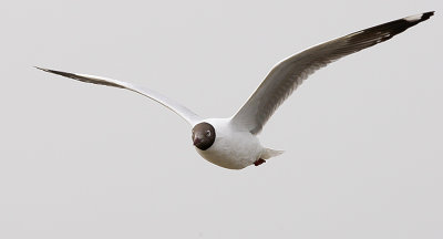 Brown-headed Gull (breeding)