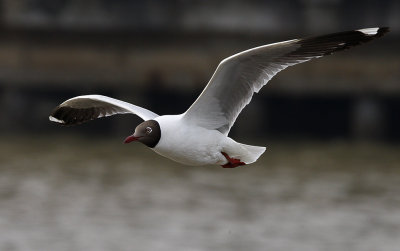 Brown-headed Gull (breeding)