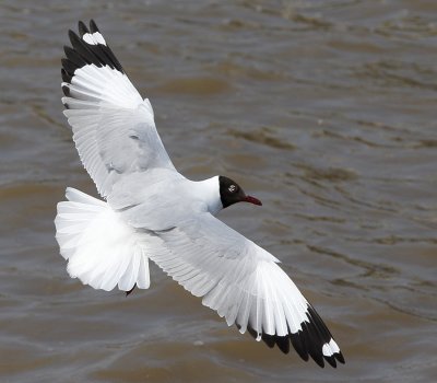 Brown-headed Gull (breeding)