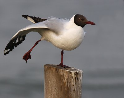 Brown-headed Gull (breeding plumage)