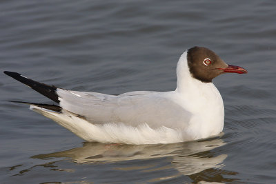 Brown-headed Gull (breeding plumage)