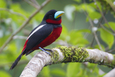 354 ::Black-and-Red Broadbill::