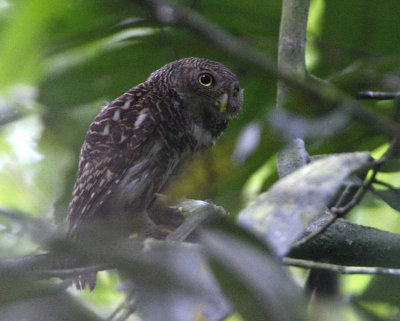 Asian Barred Owlet